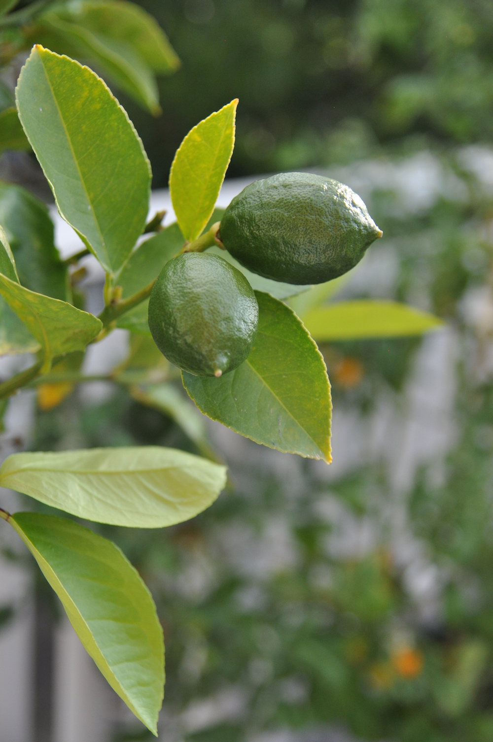 edible container garden - lemons