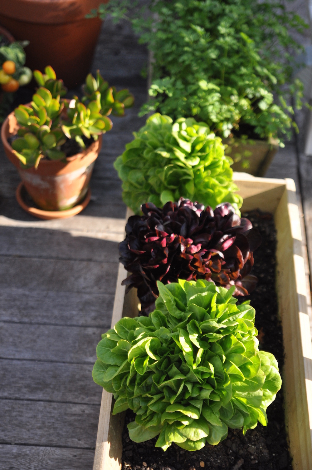 edible container garden - lettuce