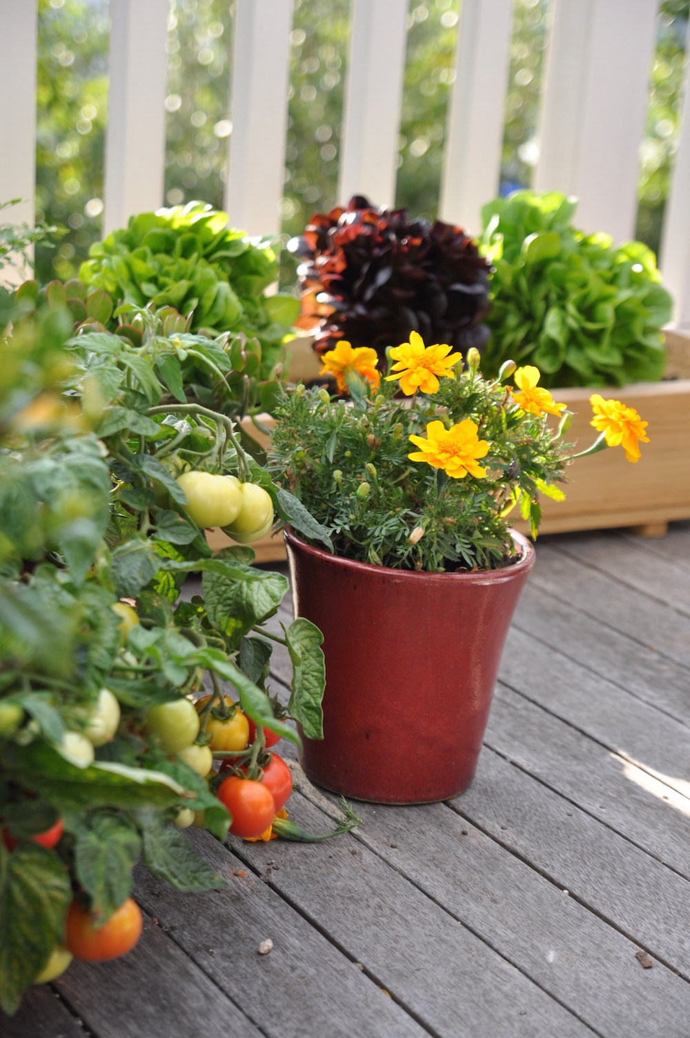 edible container garden - tomatoes, marigold