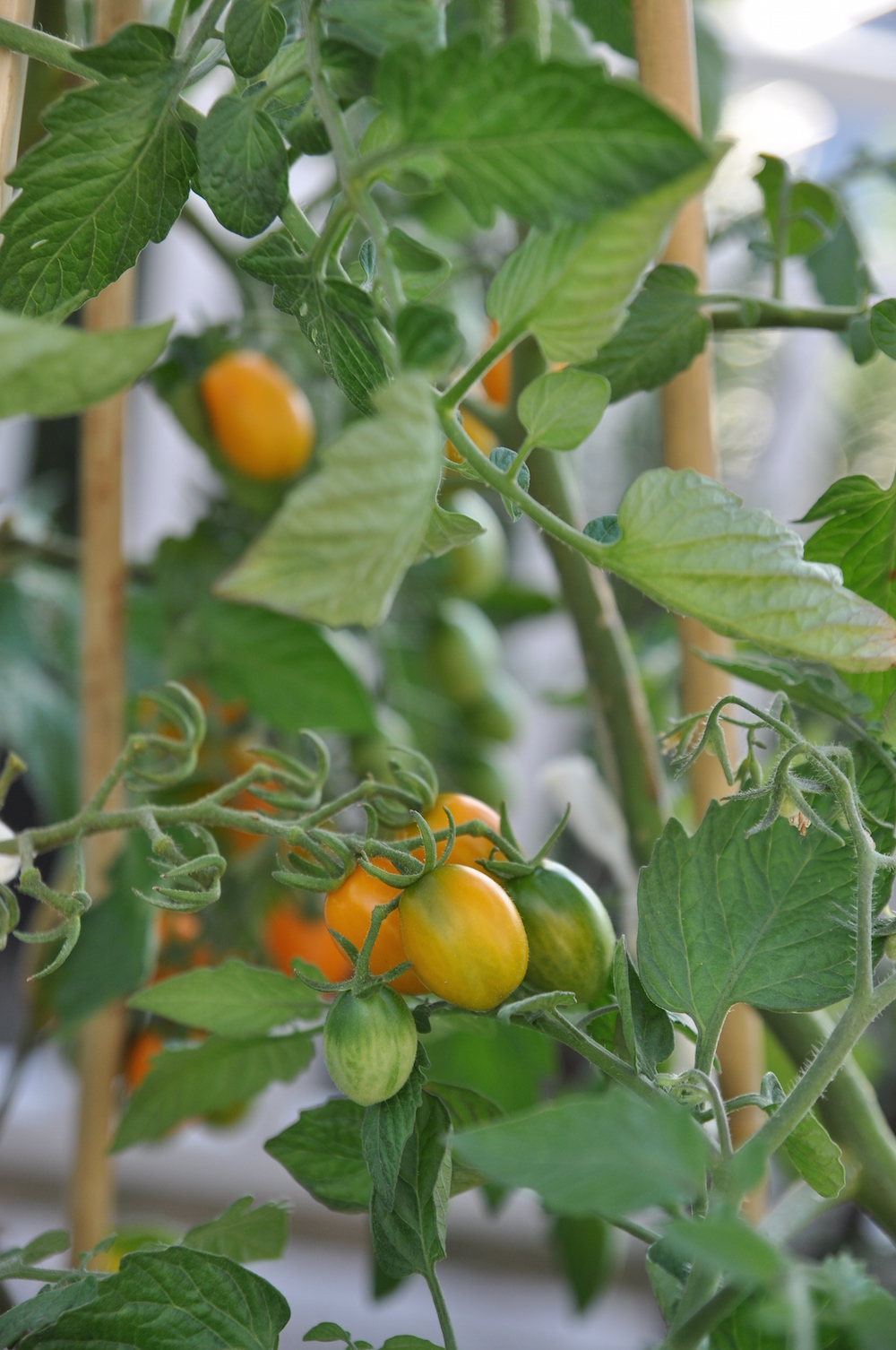 edible container garden - tomatoes