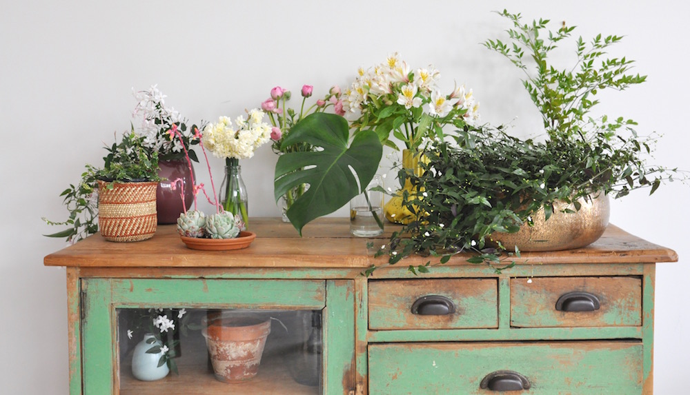 urban jungle bloggers, plants & flowers: